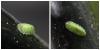 Epistrophe eligans